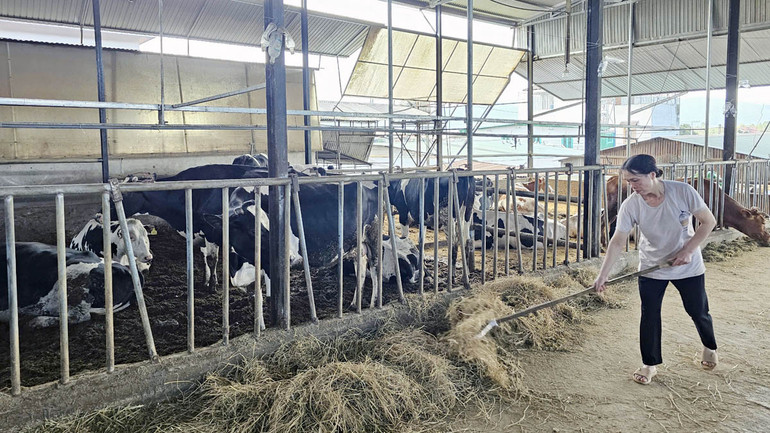 Người chăn nuôi hoang mang khi đàn bò bị tiêu chảy, bỏ ăn, suy kiệt và chết.