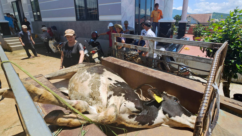 Nhiều con bò sữa tại xã Hiệp Thạnh, huyện Đức Trọng, Lâm Đồng chết chưa rõ nguyên nhân.