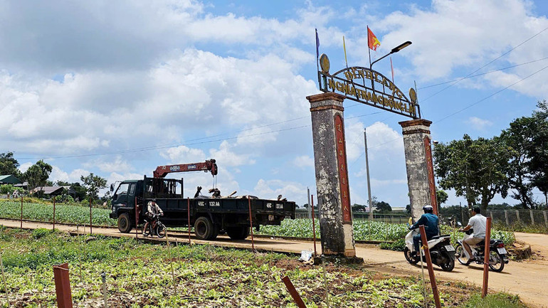 Những con bò sữa chết được vận chuyển đi tiêu hủy theo quy định.