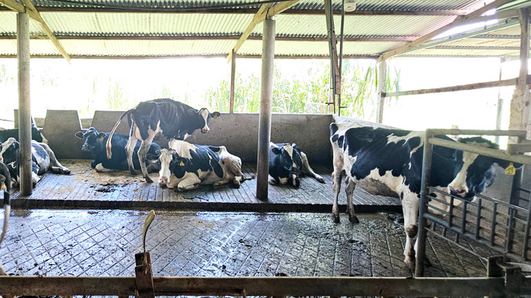 Những con bò sữa bỏ ăn, suy kiệt sau khi bị mắc tiêu chảy chưa rõ nguyên nhân.