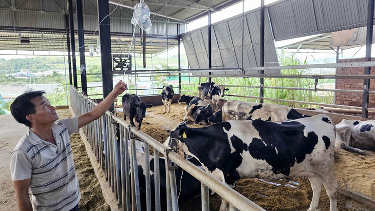 Người chăn nuôi xã Tu Tra, huyện Đơn Dương dùng mọi biện pháp cứu bò sữa bị nhiễm bệnh tiêu chảy.