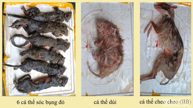 Tang vật vụ việc. Tang vật vụ việc.