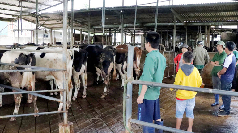 Những con bò sữa tự dưng bị tiêu chảy, bỏ ăn, tụt sữa, suy kiệt... làm xáo động vùng chăn nuôi bò sữa tại huyện Đức Trọng và Đơn Dương, tỉnh Lâm Đồng.