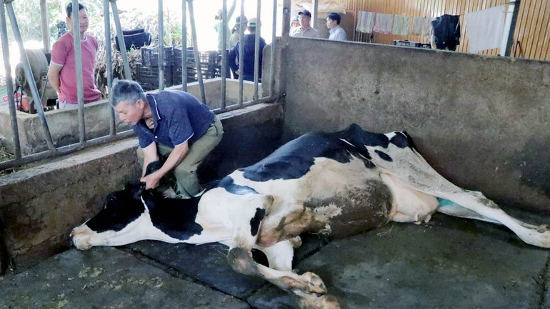 Người chăn nuôi bất lực nhìn những con bò trong trang trại của gia đình lăn ra chết do bị tiêu chảy, bỏ ăn, kiệt sức sau khi tiêm vaccine viêm da nổi cục (Navet-Lpvac).