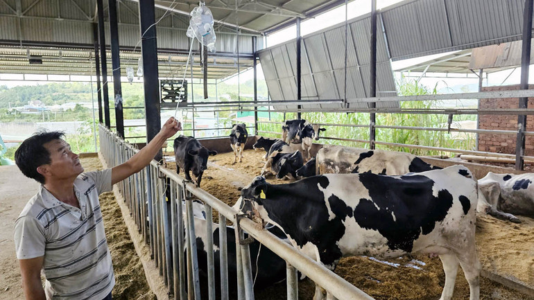 Người chăn nuôi dùng mọi biện pháp để mong cứu đàn bò.