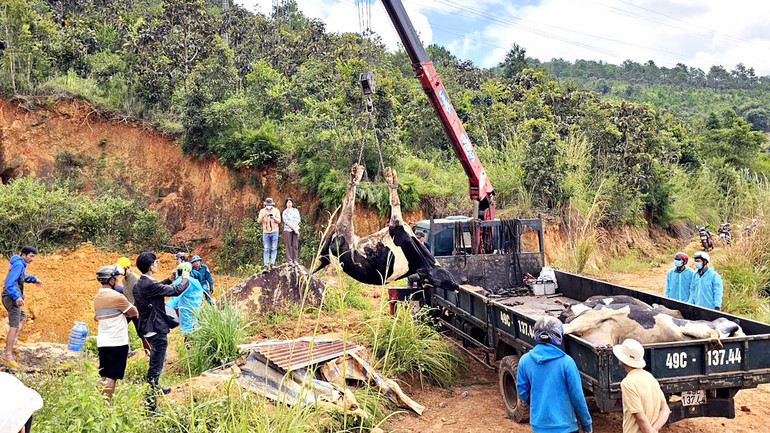Những ngày qua, lượng bò sữa bị chết tại huyện Đức Trọng và Đơn Dương liên tục tăng.