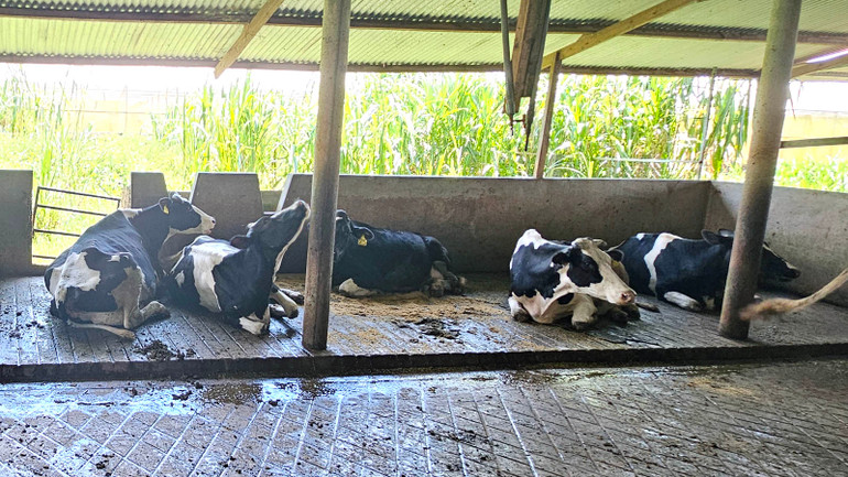 Nhiều hộ chăn nuôi cho rằng, sau khi tiêm vaccine phòng bệnh viêm da nổi cục, những con bò sữa xuất hiện tiêu chảy, tụt sữa, suy kiệt và chết.