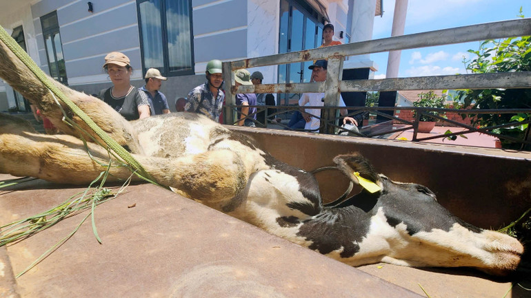 Con bò sữa kiệt sức, lăn ra chết trong sự xót xa của người chăn nuôi.