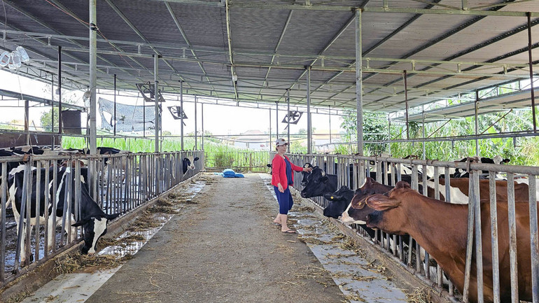 Người chăn nuôi bò sữa tại huyện Đức Trọng và Đơn Dương hoang mang, lo lắng khi những con bò sữa bị mắc tiêu chảy, kiệt sức và chết chưa rõ nguyên nhân.