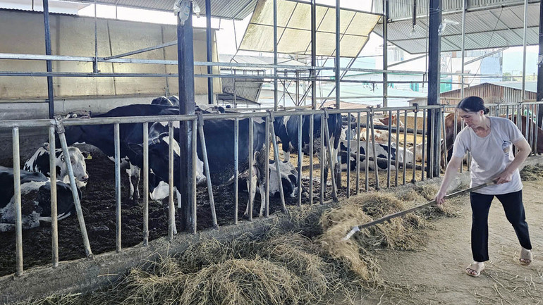 Đàn bò sữa lơ cỏ và sự lo lắng của người chăn nuôi.