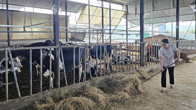 Nhiều con bò sữa tại huyện Đơn Dương bị tiêu chảy, bỏ ăn.