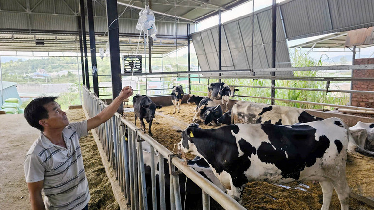 Người chăn nuôi nỗ lực cứu đàn bò sữa của gia đình.