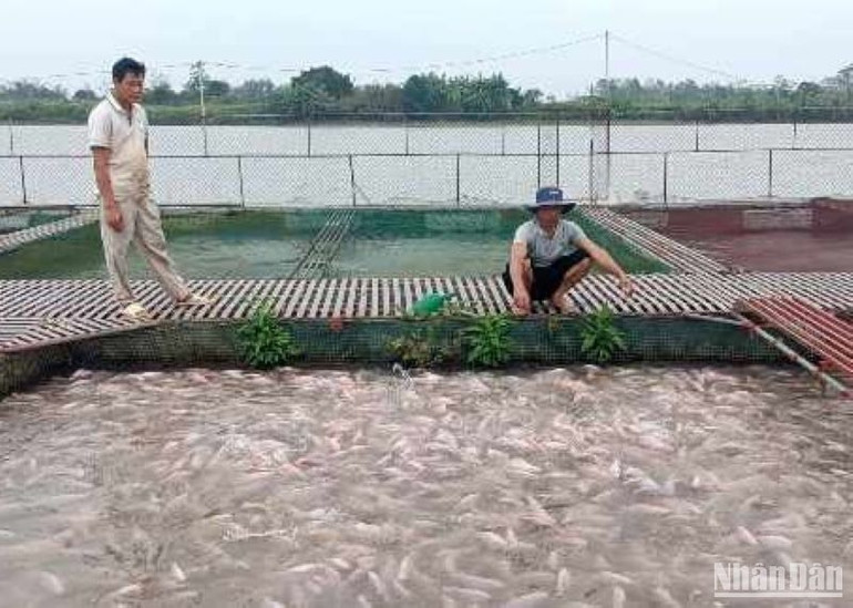Hệ thống lồng bè nuôi thủy sản của các hộ dân ở huyện Quỳnh Phụ, tỉnh Thái Bình đã được gia cố, che chắn để tránh mưa lớn gây thiệt hại.