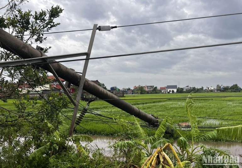 Cột điện trung thế ở xã Thái Thọ, huyện Thái Thụy bị ngã đổ sau bão số 3.