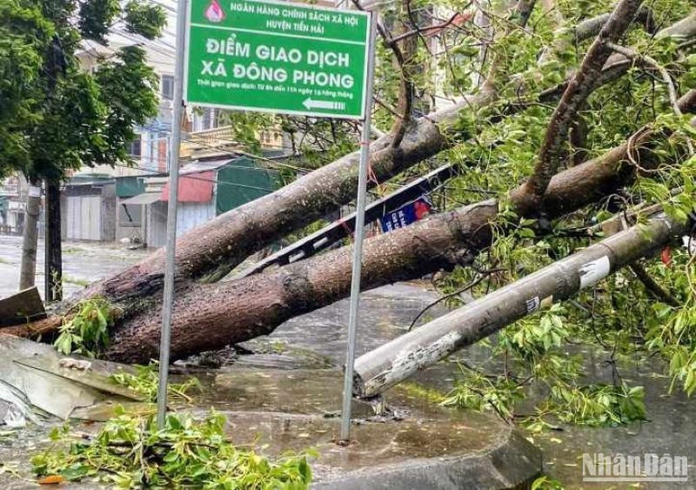 Cột điện tại xã Đông Phong (huyện Tiền Hải) bị gãy đổ do cây xanh đè vào.