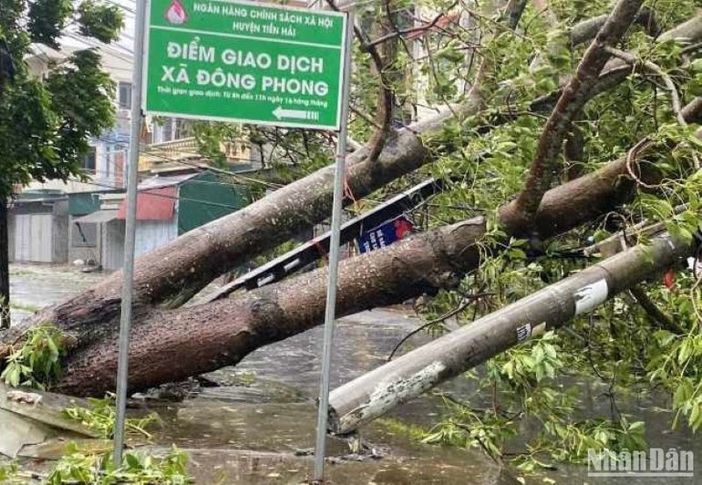 Cột điện và cây đổ nghiêng tại xã Đông Phong (huyện Tiền Hải).
