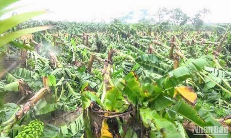 Có khoảng 40ha chuối ở xã Hồng An (huyện Hưng Hà) bị ngã đổ sau bão.