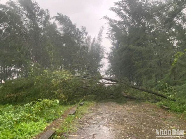 Cây ngã đổ ngang tuyến đường vào âu tàu Mỹ Lộc. Cây ngã đổ ngang tuyến đường vào âu tàu Mỹ Lộc.