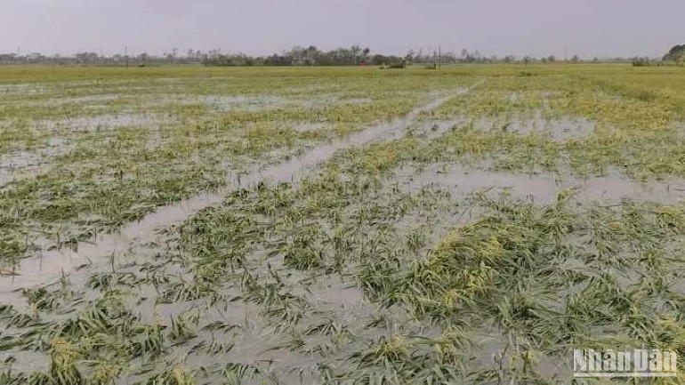 Lúa mùa ở xã Thụy Bình (huyện Thái Thụy) đổ rạp, khả năng mất trắng.