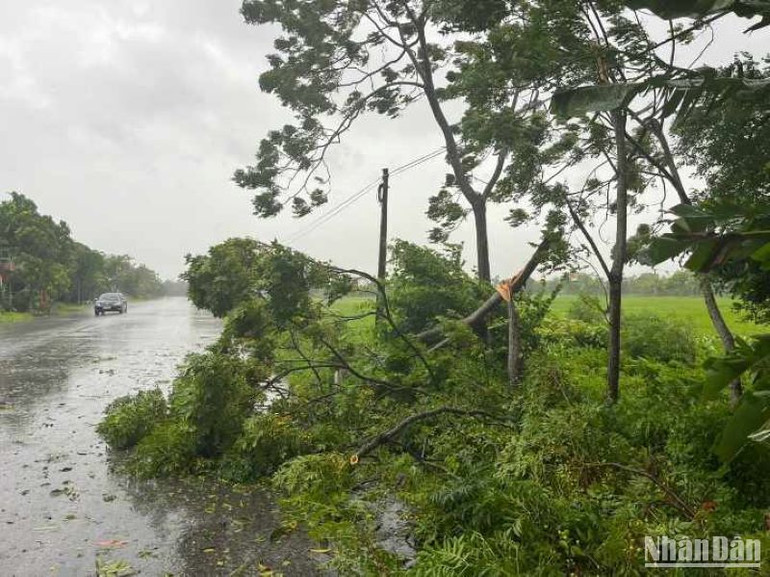 Cây đổ trên Quốc lộ 37, xã Thái Xuyên (Thái Thụy). Cây đổ trên Quốc lộ 37, xã Thái Xuyên (Thái Thụy).
