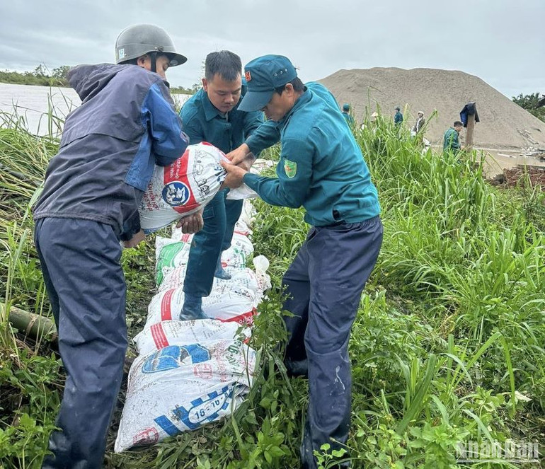 Lực lượng xung kích xã An Cầu (huyện Quỳnh Phụ) đắp bao cát bảo vệ vùng nuôi thủy sản ngoài đê sông Hóa.