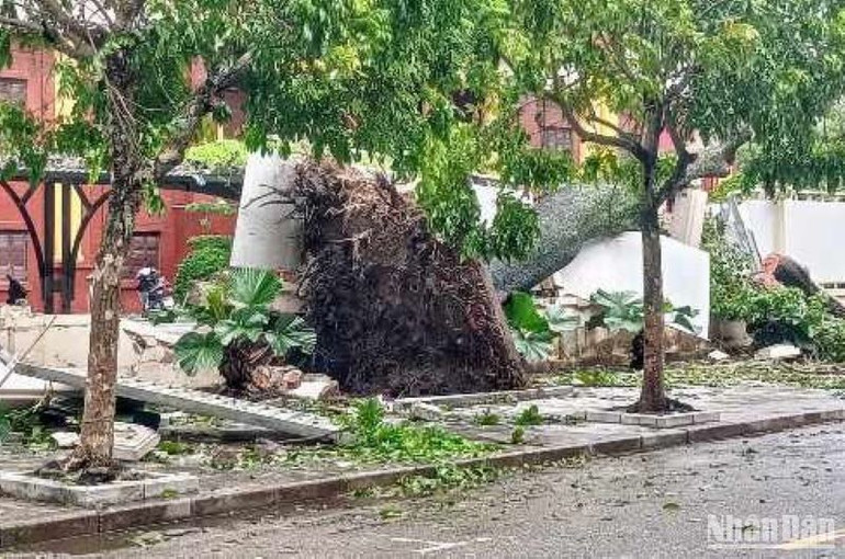 Cây đổ làm sập tường rào trụ sở Tỉnh ủy Thái Bình.