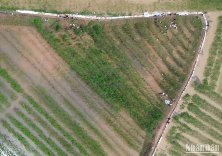 Tuyến đê bao (chụp từ trên cao) được huyện Vũ Thư tạo lập khẩn trương trong 1 ngày để bảo vệ vùng trồng dâu nổi tiếng xã Hồng Phong.