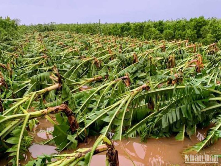 Nhiều ha chuối tại xã Hồng Lý (huyện Vũ Thư) gẫy đổ sau bão số 3.