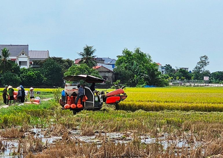Cơ giới hóa khâu thu hoạch lúa ở Thanh Hóa.