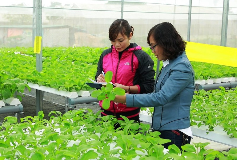 Trồng rau an toàn trong nhà kính ở xã Đông Tiến, huyện Đông Sơn, tỉnh Thanh Hóa.