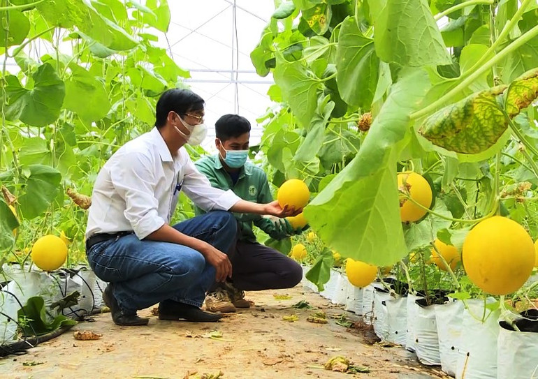 Dưa vàng trồng trong nhà lưới ở huyện Thọ Xuân, tỉnh Thanh Hóa.