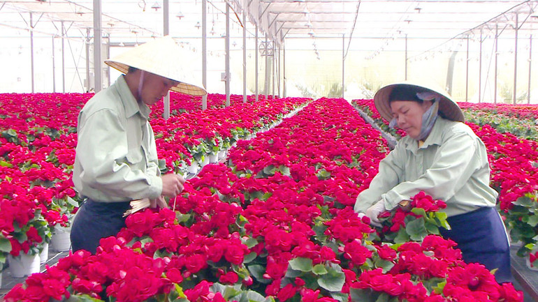Sản xuất nông nghiệp công nghệ cao tại thành phố Đà Lạt, tỉnh Lâm Đồng.