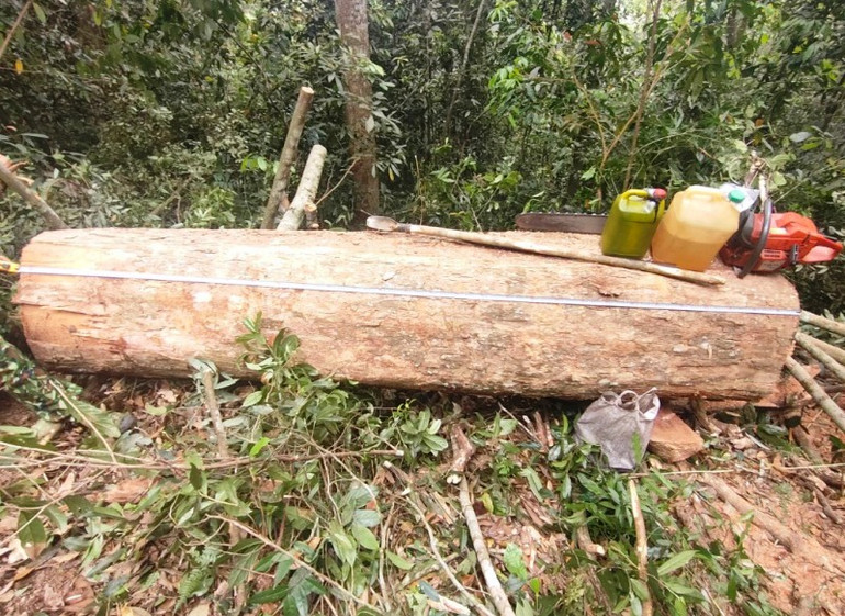 Gỗ tang vật cùng các công cụ xâm hại tài nguyên rừng.