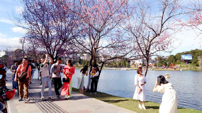 Đà Lạt, mùa hoa mai anh đào.