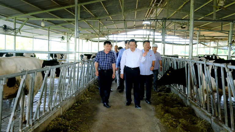 Đoàn công tác đến thăm mô hình chăn nuôi bò sữa của hộ gia đình tại xã Quảng Ngãi, huyện Cát Tiên.