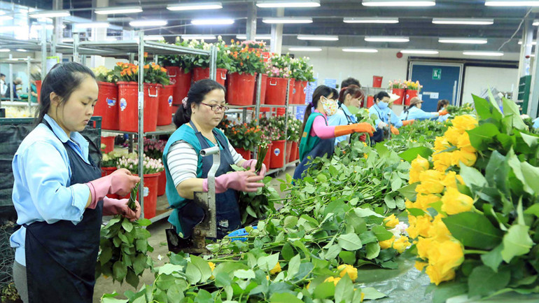 Sản xuất hoa công nghệ cao tại thành phố Đà Lạt, tỉnh Lâm Đồng.