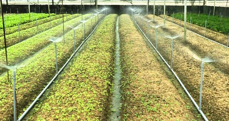 Hệ thống tưới tự động cho cây trồng trong nhà lưới, nhà kính.