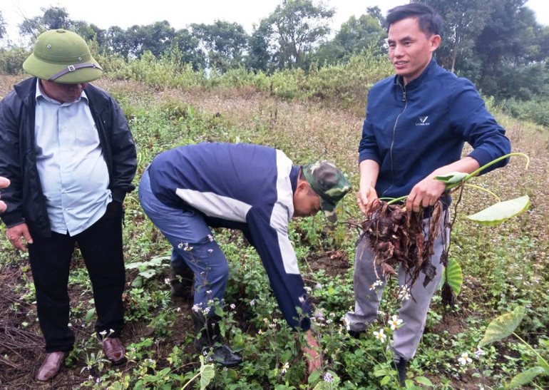 Cán bộ hướng dẫn nông hộ bản Ché Lầu, xã Na Mèo, huyện Quan Sơn trồng khoai mán ruột vàng.