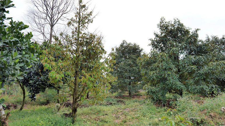 Vaniva® 450SC được khảo nghiệm và ghi nhận kết quả khả quan, hiệu lực phòng bệnh tuyến trùng rất cao, với cây sầu riêng đạt gần 100%.