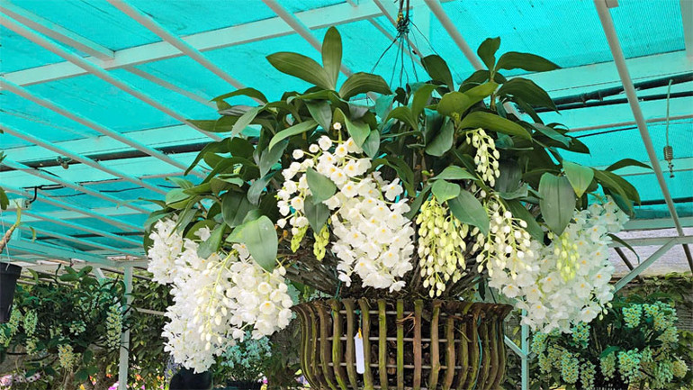 Tác phẩm Thủy tiên trắng tuyết đạt huy chương vàng hội thi hoa, cây cảnh được trưng bày tại không gian triển lãm.