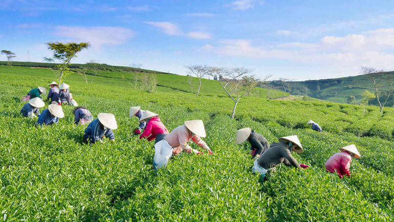 Bát ngát đồi chè huyện Bảo Lâm. Bát ngát đồi chè huyện Bảo Lâm.