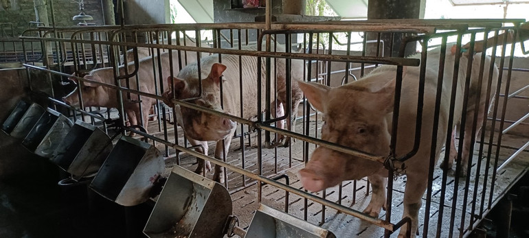 Trong thời điểm chi phí thức ăn tăng cao, các hộ dân có tổng đàn lợn nái hơn 200 con gặp muôn vàn khó khăn để duy trì sản xuất. Trong thời điểm chi phí thức ăn tăng cao, các hộ dân có tổng đàn lợn nái hơn 200 con gặp muôn vàn khó khăn để duy trì sản xuất.