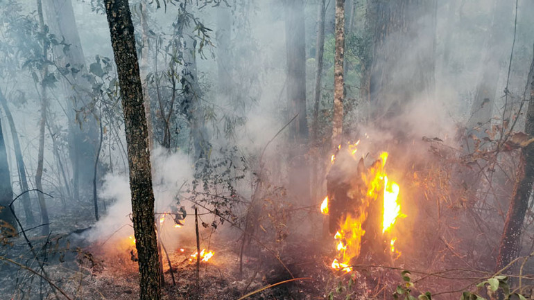 Cây thông khô bắt lửa và ngã đổ khiến đám cháy bùng phát trở lại.