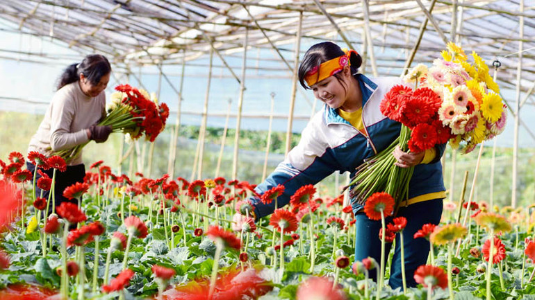 Đà Lạt, thành phố ngàn hoa quanh năm khoe sắc.