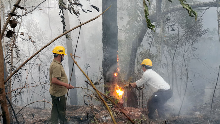 Một số gốc thông lớn trong khu vực bén lửa.