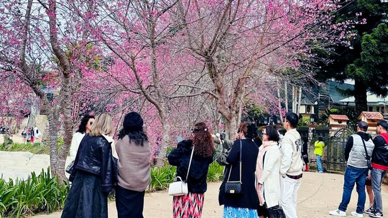 Hoa mai anh đào bung nở vùng ven đô Đà Lạt hấp dẫn du khách.