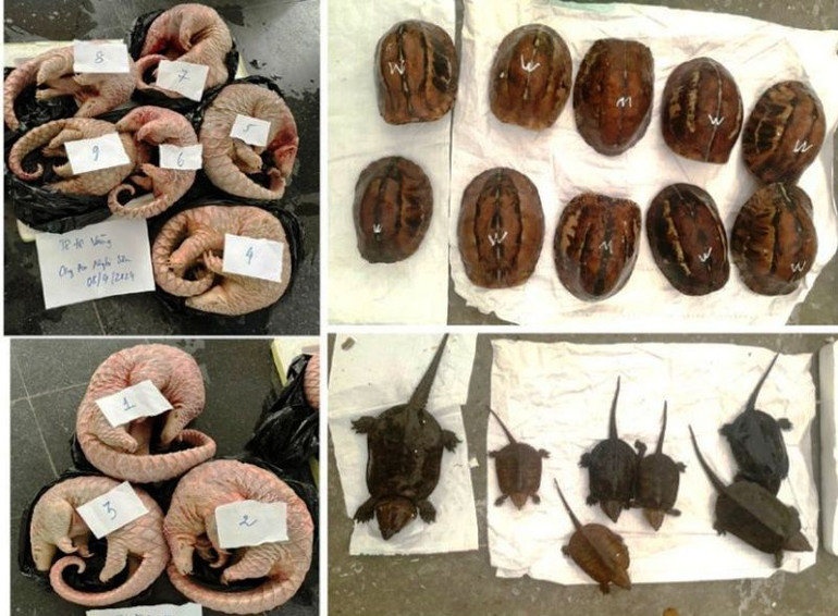 Các cá thể động vật hoang dã.