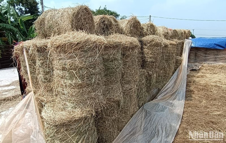 Riêng trong vụ mùa này, Hợp tác xã sản xuất, kinh doanh nông sản Quang Lanh (huyện Kiến Xương, tỉnh Thái Bình) đã bán được hơn 2.000 cuộn rơm. (Ảnh: Mai Tú)