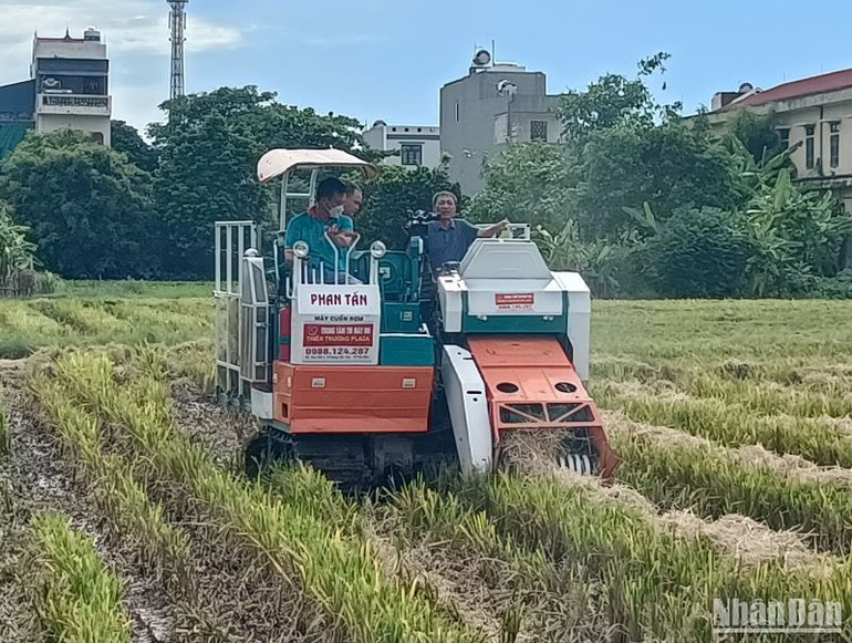 Các đơn vị thu mua rơm cuộn dùng làm thức ăn cho trang trại bò và một phần để trồng nấm. (Ảnh: Mai Tú)