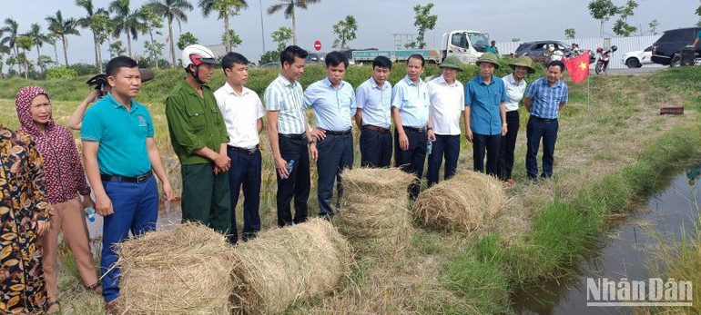 Trung tâm Khuyến nông tỉnh Thái Bình tổ chức hội thảo đầu bờ để đưa máy cuộn rơm công suất lớn xuống các chân ruộng sau vụ gặt. (Ảnh: Mai Tú)